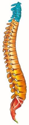 columna vertebral